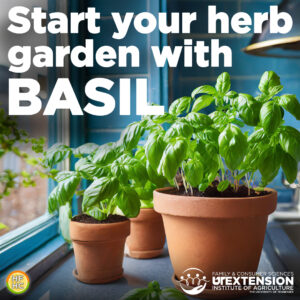 basil